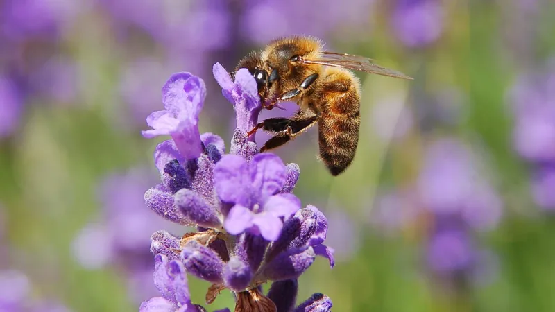 Western Honeybee wildlife photography
