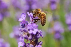 Western Honeybee