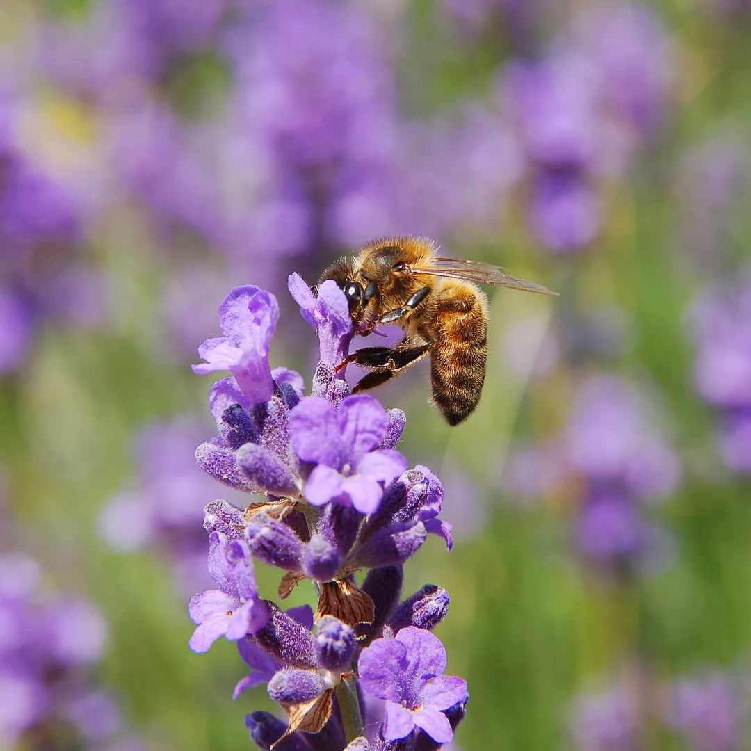 Western Honeybee wildlife photography