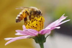 Honeybee with pollen packed on its hind legs, feeding on the yellow centre of a pink aster