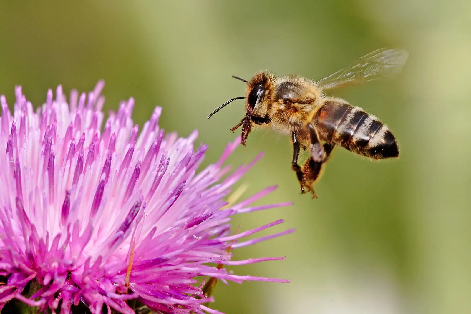 Western Honeybee wildlife photography