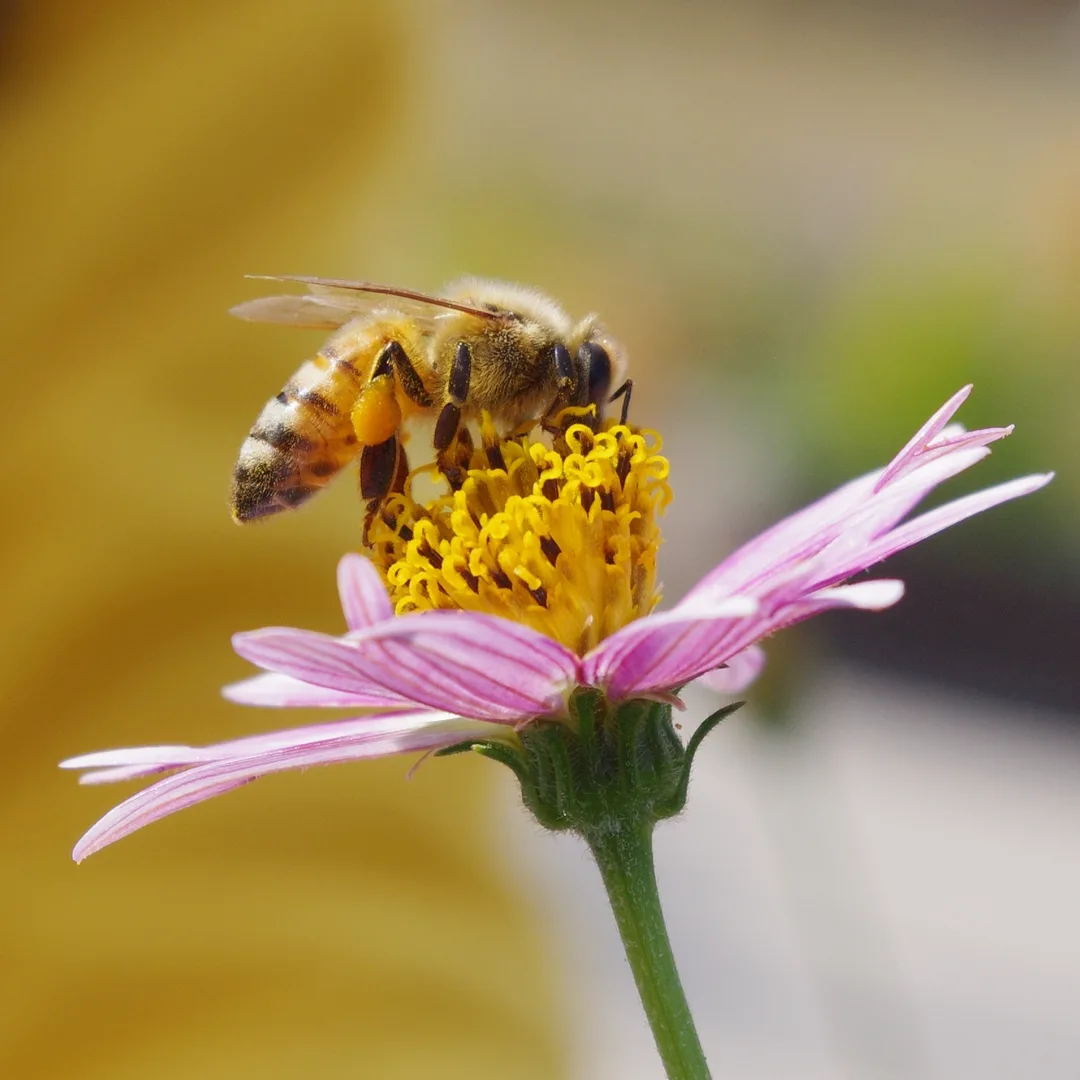 Western Honeybee wildlife photography