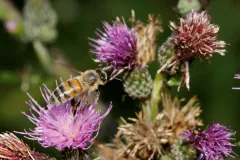 Honeybee feeding on a purple thistle flower head