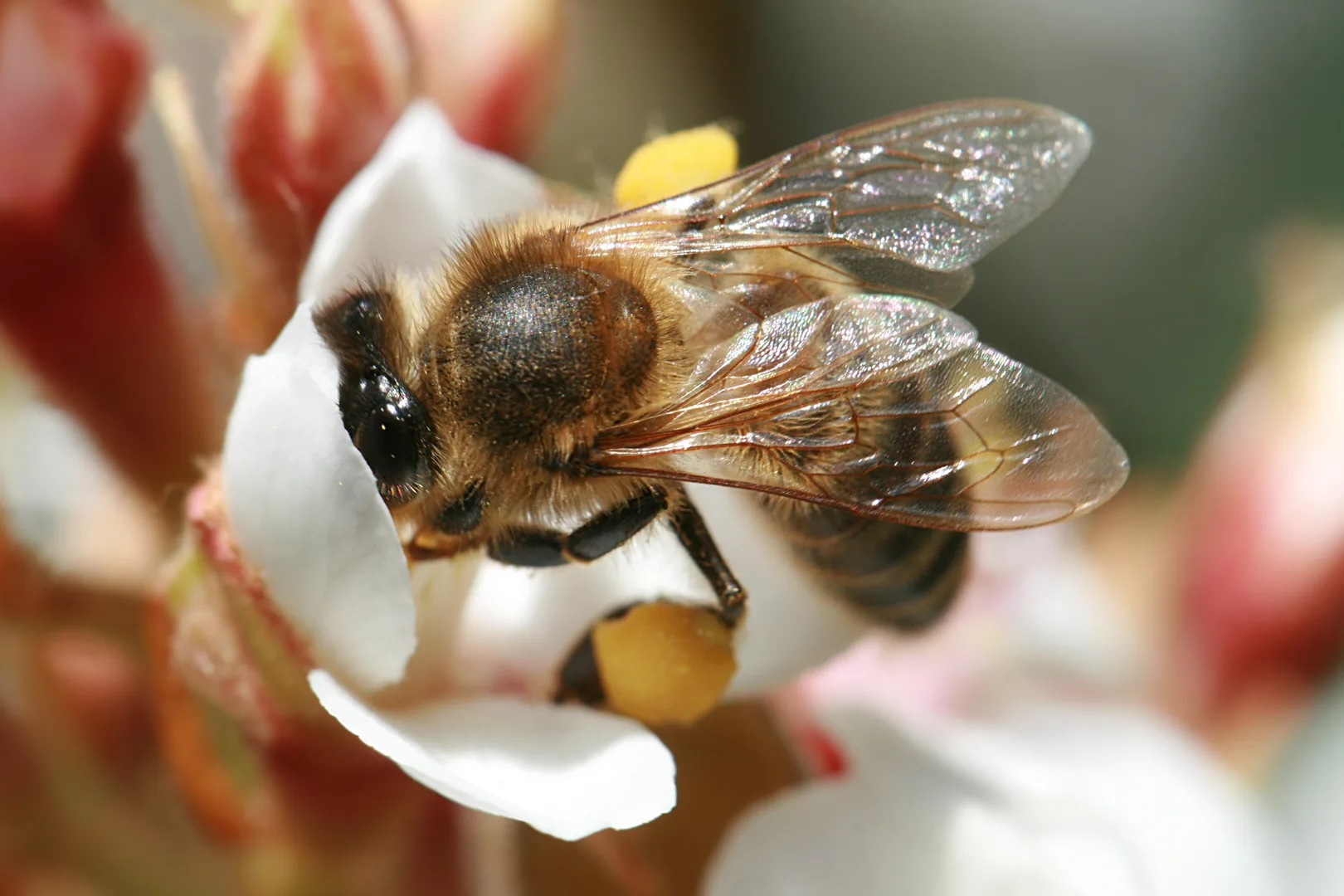 Western Honeybee wildlife photography