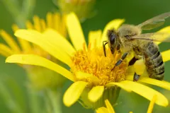 Honey bee on a yellow ragwort flower, its tongue dipping into the florets