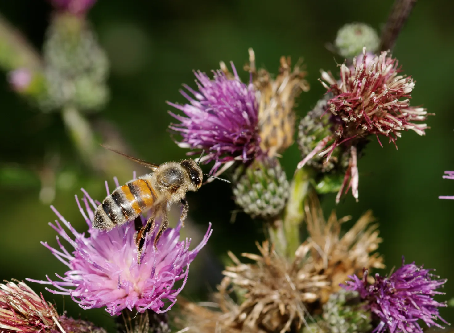 Western Honeybee wildlife photography
