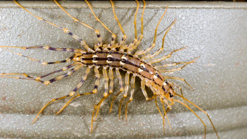 House centipede on a pale ridged surface, banded legs fanned out on both sides