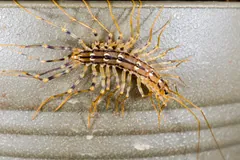 House centipede on a pale ridged surface, banded legs fanned out on both sides