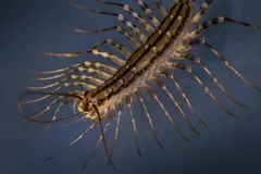House centipede from above against a blue-grey background, stripes down its back