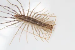 House centipede on a white surface with long striped legs and antennae