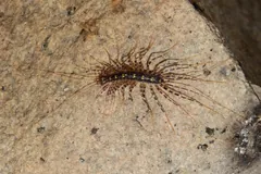 House centipede resting on a speckled rock
