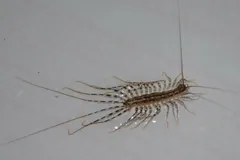 House centipede on a grey wall, its long rear legs trailing behind