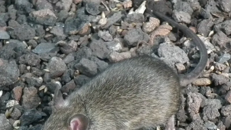 Grey-brown house mouse with large ears on dark gravel