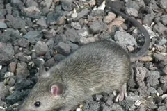 Grey-brown house mouse with large ears on dark gravel