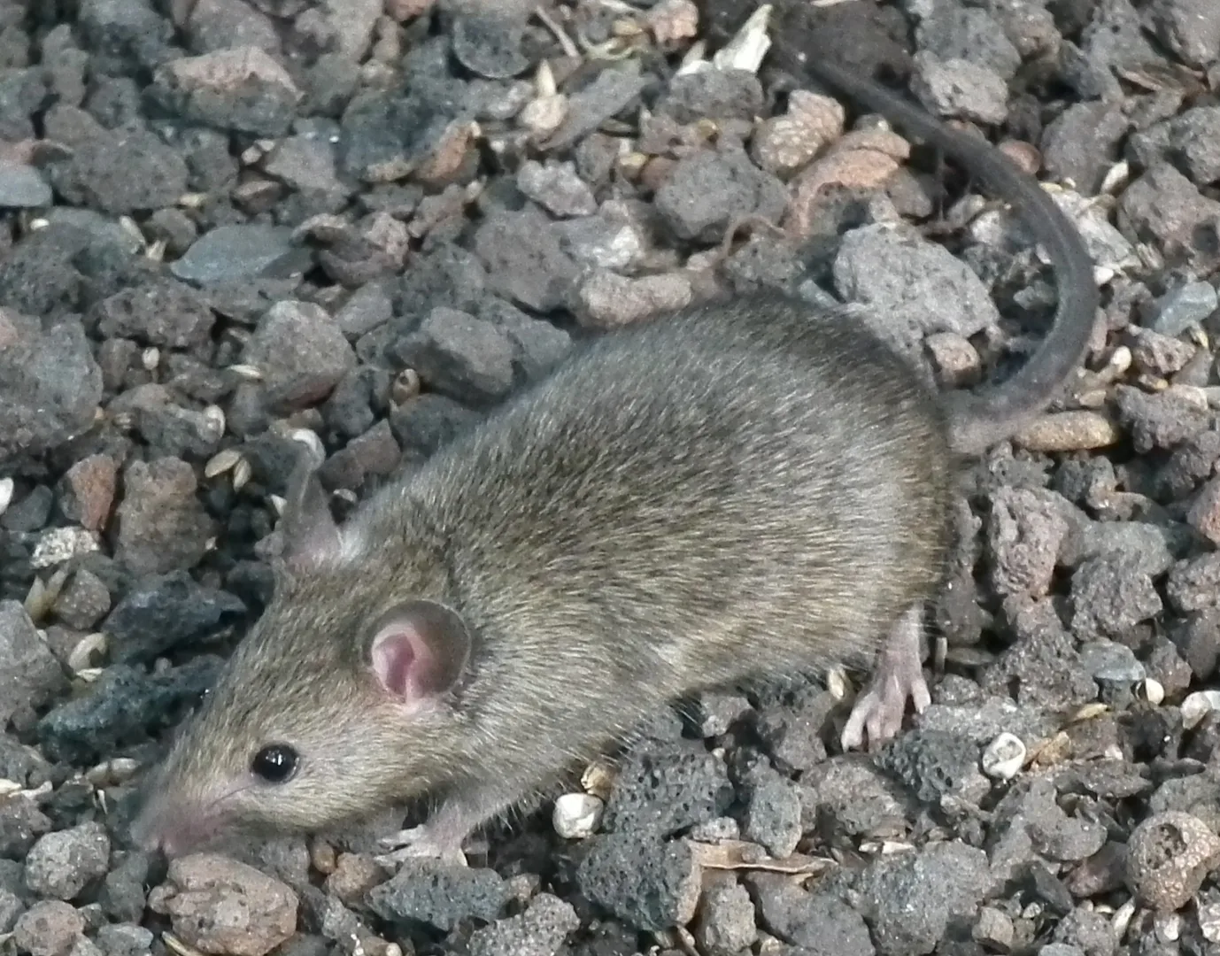 House Mouse