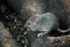 Young house mouse on a log among scattered seeds