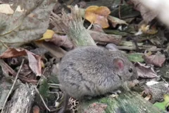 House mouse among dry leaves and twigs on the ground