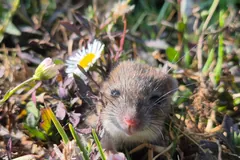 House mouse peering out from grass and daisies