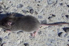 Dark grey house mouse running over pale concrete