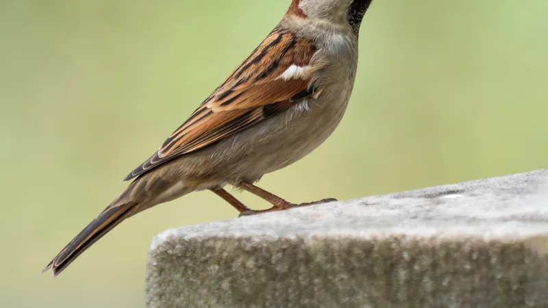 Male house sparrow with a grey crown and black bib on a stone ledge