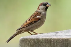 Male house sparrow with a grey crown and black bib on a stone ledge