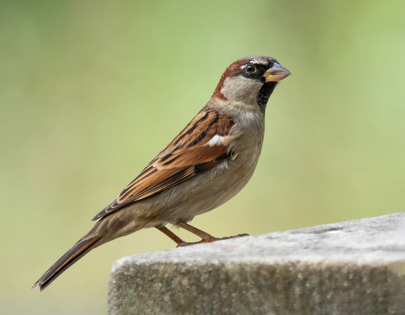 Male house sparrow with a grey crown and black bib on a stone ledge