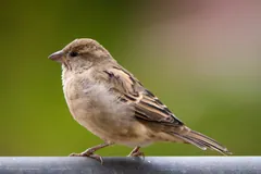 Female house sparrow in plain brown plumage perched on a rail