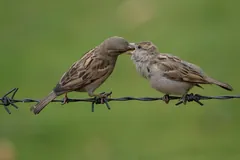 Female house sparrow feeding a young bird on a wire
