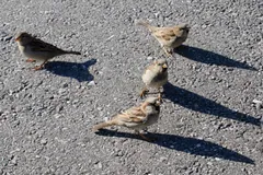 Four house sparrows foraging on tarmac