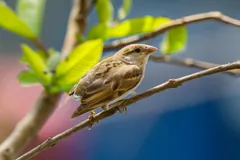 Streaky brown house sparrow on a twig among fresh leaves