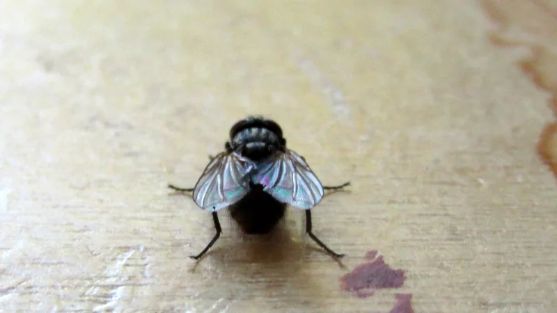 Housefly with a grey striped thorax and folded wings on a pale wooden surface