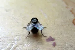 Housefly with a grey striped thorax and folded wings on a pale wooden surface
