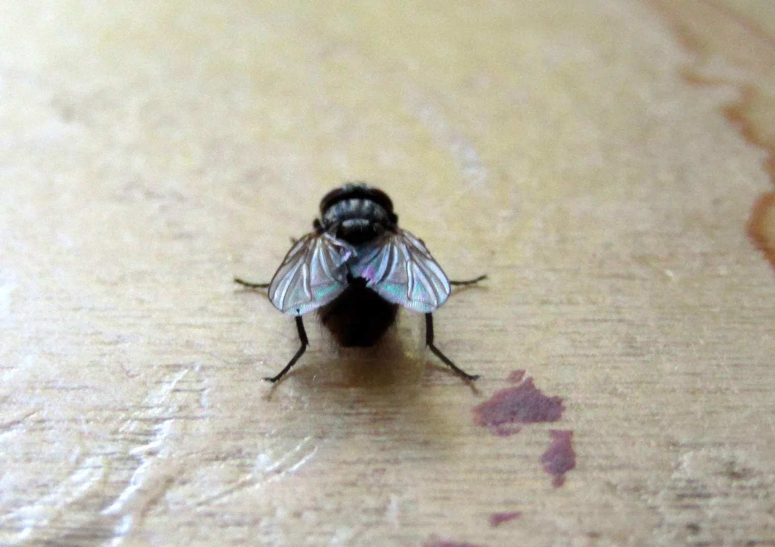 Housefly with a grey striped thorax and folded wings on a pale wooden surface