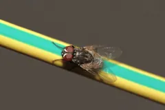 Housefly perched on a green and yellow striped cable