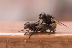 Two houseflies mating on a smooth wooden ledge