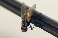 Housefly clinging to a dark rod, its translucent wings held flat