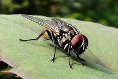 Housefly resting on a green leaf, wings folded back over its abdomen