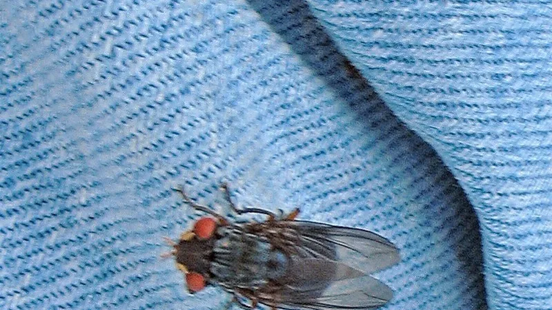 Adult Dermatobia hominis botfly with red eyes and a grey body resting on a blue surface