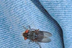 Adult Dermatobia hominis botfly with red eyes and a grey body resting on a blue surface
