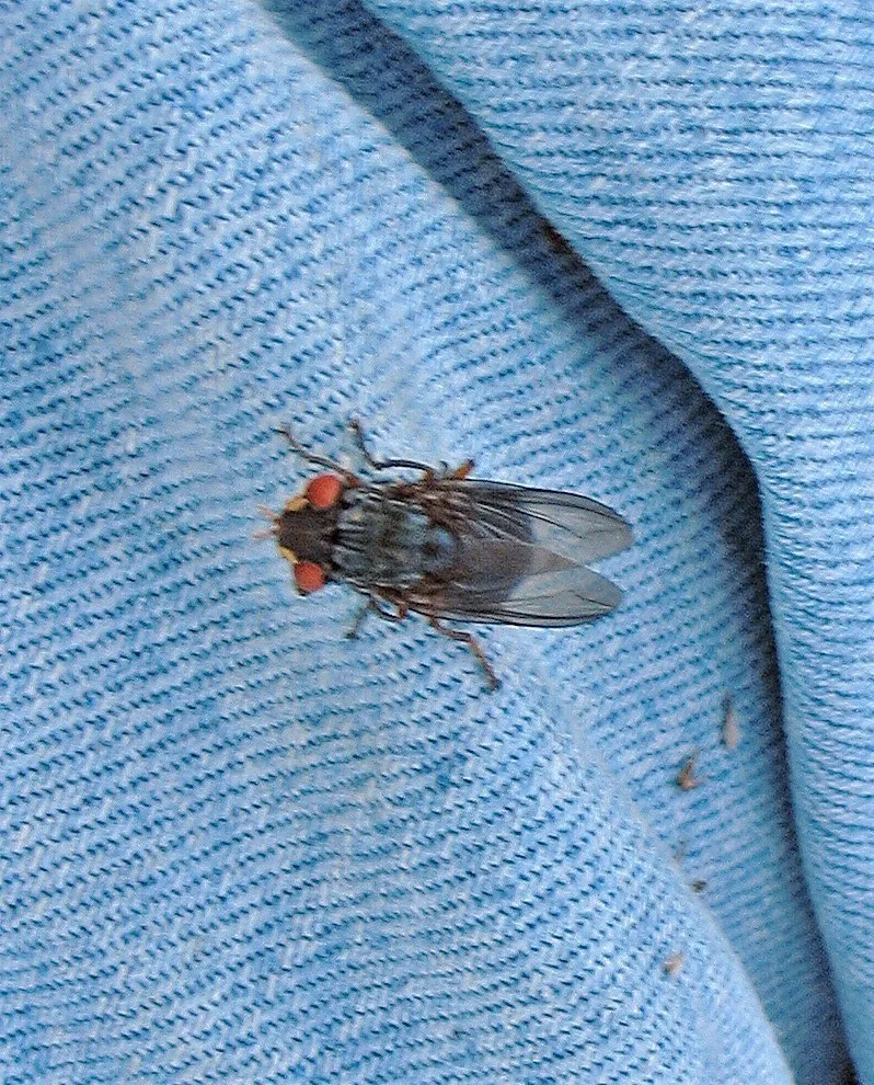 Human Botfly