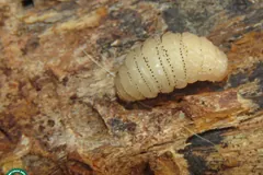 Dermatobia hominis larva with rings of dark spines on bark