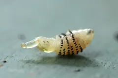 Dermatobia hominis larva with spiny bands, side view