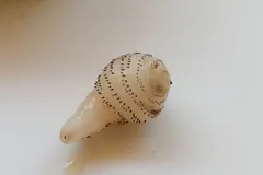 Pale Dermatobia hominis larva with rows of tiny dark spines