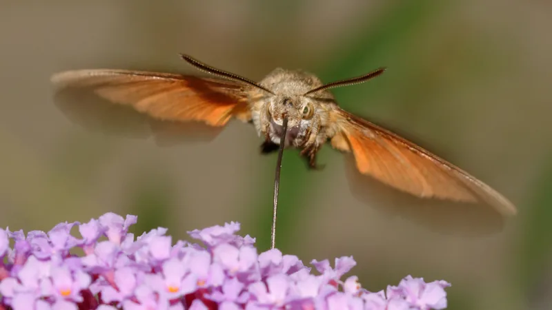 Hummingbird hawk-moth hovering above purple flowers with its long tongue reaching down