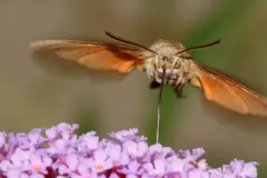 Hummingbird hawk-moth hovering above purple flowers with its long tongue reaching down