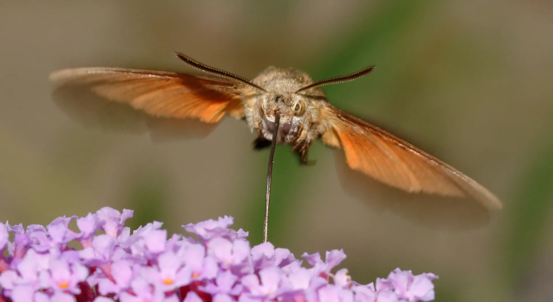 Hummingbird Hawk-Moth