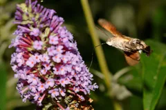 Hummingbird hawk-moth hovering beside a spike of buddleia flowers