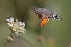 Hummingbird hawk-moth in flight, orange hindwings blurred, tongue in a white flower