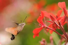 Hummingbird hawk-moth hovering at red geranium flowers
