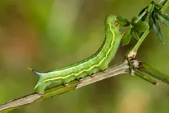 Green hummingbird hawk-moth caterpillar with a pale side stripe on a stem
